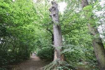 Wasserwerkspark in Chemnitz: Wie im Dschungel - Die Natur spielt auf dem Gelände des ehemaligen Wasserwerksparks die Hauptrolle. Ein abgestorbener Baum wie der in der Mitte ist einZuhause für unzählige Insekten. Regelmäßig finden Kontrollen statt, etwa um bei Unwettern gefällte Bäume zu begutachten.