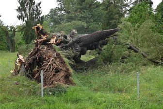 Wechselburger Schlosspark: Bürger fordern schnelle Verbesserung des Parkzustands - Die mehr als 200 Jahre alte Weymouth-Kiefer im Wechselburger Park war im Juni nach einem heftigen Starkregen umgestürzt.