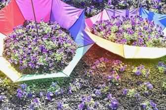 Weg mit dem miesen Wetter: In Bad Elster werden Regenschirme zu Pflanzgefäßen -