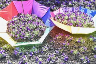 Weg mit dem miesen Wetter: In Bad Elster werden Regenschirme zu Pflanzgefäßen - 