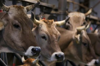 Wegen Kuhstall: Stollberg bringt Projekt Ziegelweg voran - In Beutha wird der Ziegelweg ausgebaut. Das hat mit der Milchviehanlage zu tun.