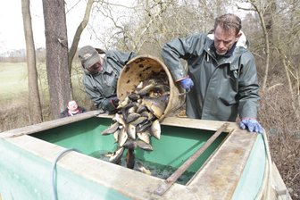 Wegen Leck: Stadtparkteich teilweise ausgelaufen - Das Problem mit dem Mönch gab es schon 2018: Manfred Oehm (links) und Thomas Müller setzten die geretteten Fische gestern in große Wasserbehältnisse um. Die Karpfen sollen in die Schönberger Teiche gebracht werden.