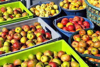 Wegen Mega-Apfelernte: Mostereien im Vogtland schaffen Kundenansturm kaum - Äpfel über Äpfel werden zum Mosten gebracht.