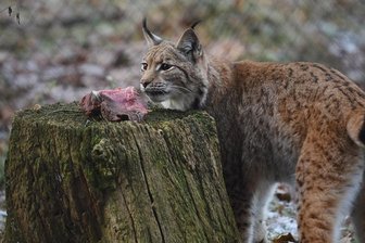 Wegen Sturm: Wildgatter schließt -