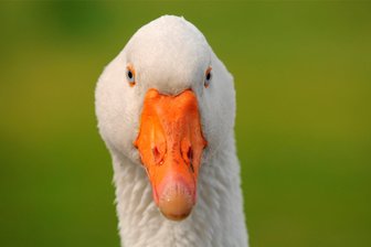 Wegen Tierquälerei und Bedrohung: Tier-Messie aus dem Erzgebirge erneut vor Gericht - Um das unerlaubte Halten von Gänsen ging es am Donnerstag in einer Verhandlung vor dem Amtsgericht Freiberg. Angeklagt war ein Mann, der als Tier-Messie gilt und bereits mehrfach vor dem Kadi gestanden hat.