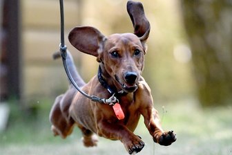 Wegen Tierschutz: Stirbt der deutsche Dackel aus? - Einer der beliebtesten Hunde in Deutschland: der Dackel.