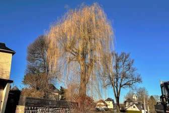 Weide in Auerbach ist weg, Kritik hält an: Wurde der Baum falsch gepflegt? - Etwa ein Jahrhundert lang gehörte diese Trauerweide zum Ortsbild von Rempesgrün.