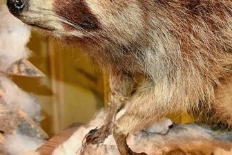 Weihnachten und der Natur auf der Spur im Klingenthaler Museum -