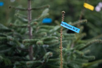 Weihnachtsbäume frisch aus dem Werdauer Wald - Auf dem Holzplatz in Langenbernsdorf gibt es Bio-Weihnachtsbäume.