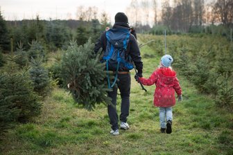Weihnachtsbäume selbst schlagen im Forstrevier Mittweida - In der Fröhne bei Geringswalde können Weihnachtsbäume selbst ausgesucht und selbst geschlagen werden.