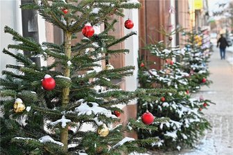 Weihnachtsbäume vor Geschäften in Rochlitz gestohlen - Weihnachtsbäume in der Rochlitzer Innenstadt erfreuen Passanten. An zwei Stellen jedoch wurden die Bäume gestohlen.