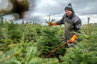 Weihnachtsbäume zum Selberschlagen: Erzgebirger favorisieren Nordmanntanne und Blaufichte - Manchmal fällt der Chef auch selbst: Jonathan Eisenzimmer entnimmt eine der gekennzeichneten Nordmanntannen aus der Weihnachtsbaumplantage.