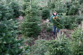 Weihnachtsbaum: Am besten echt und selbst geschlagen - 