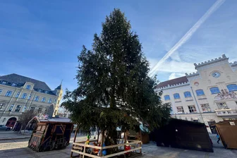 Weihnachtsbaum für Zwickau gesucht - Dieser Baum zierte voriges Jahr den Weihnachtsmarkt.