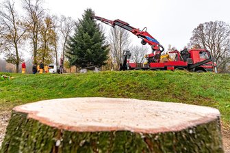 Weihnachtsbaum gefällt, Eisbahnaufbau gestartet: Olbernhau bereitet sich auf Adventszeit vor - 