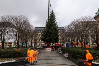 Weihnachtsbaum im Erzgebirge begeistert das Netz: „Prachtstück“, „wow“ und „edles Teil“ - Hier wird er noch in Position gebracht: der Weihnachtsbaum auf dem Altmarkt in Aue.