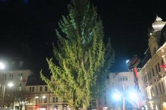 Weihnachtsbaum in Aue aufgestellt - Steht seit Mittwoch am Altmarkt: der Weihnachtsbaum.
