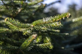 Weihnachtsbaum mal selbst gefällt - Sachsenforst lädt ins Grünaer Revier ein - Der Staatsbetrieb Sachsenforst wird im Revier Grüna ein Weihnachtsbaumfällen anbieten.