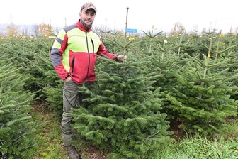 Weihnachtsbaum-Spezialist aus dem Vogtland verrät überraschenden Trend beim Christbaumkauf - Geschäftsführer Ronny Jacob auf einer seiner Plantagen.