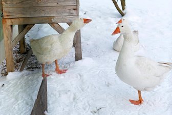 Weihnachtsgänse gerupft: In Helbigsdorf steht 2024 wieder Federnschleißen an - Diese drei Gänse von Familie Weigold in Helbigsdorf landeten im Kochtopf.