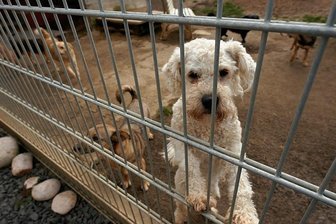 Weihnachtszeit ist Spendenzeit: Tierschutzorganisationen im Vergleich - Willst du mein neues Herrchen sein? Die Coronapandemie hat viele Betreiber von Tierheimen in finanzielle Nöte gebracht. Immerhin sind die Deutschen beim Thema Tierschutz spendabel.