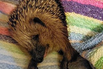Weil er Eierlikör genascht hat: Betrunkener Igel im Vogtland in Auffangstation eingeliefert - Nachdem dieser Igel am Eierlikör genascht hatte, musste er in der Auffangstation in Bad Elster seinen Rausch ausschlafen.