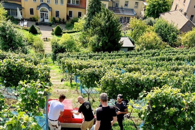 Weinbau: Warum in Sachsen die Steillagen in Gefahr sind - Eine Steillage in Radebeul. Dort ist Handarbeit gefragt.