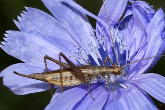 Weinhähnchen im Erzgebirge: Mediterrane Heuschrecke jetzt auch am Kamm - Der Gesang des männlichen Weinhähnchens ist unverkennbar.