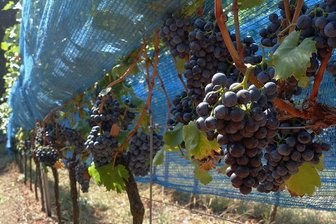 Weinlese in Sachsen: So schnell wie dieses Jahr ging es noch nie - Hier hängen Portugieser-Trauben in einem Weinberg in Meißen. Inzwischen sind sie abgeerntet. 