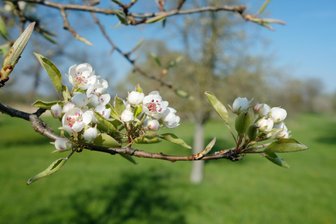 Weischlitz: Bürgerinitiative lädt zu Aktionstag für Streuobstwiesen nach Kloschwitz ein - Blüten eines Kirschbaumes auf einer Streuobstwiese. Am Samstag findet ein Aktionstag in Kloschwitz statt.