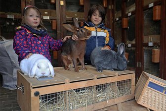 Weischlitzer Züchter stemmen XXL-Kleintierschau trotz Auflagen - Ewwa und Jonuah Tschanter lieben Opas Kaninchen. Bei einem kürzlichen Besuch gab es für Zwergwidder (links), Hasenkaninchen und den Blauen Wiener (rechts) kleine Streicheleinheiten.