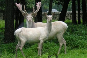 Weißer Hirsch offenbar mit Armbrust beschossen - Dieses Bild vom Hirsch mit seinem Weibchen entstand im Juni 2012 im Wildgehege Moritzburg.