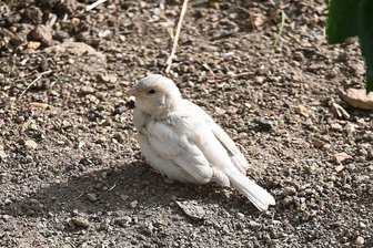 Weißer Spatz in Crossen beobachtet: Ist das wie ein Sechser im Lotto? - Dieses Bild eines weißen Vogels bietet sich nicht oft: Laut Ornithologe handelt es sich um einen fehlfarbenen Haussperling. Ein ähnliches Tier wurde jetzt in Crossen beobachtet.