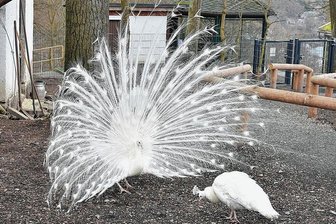 Weißes Pfauenpaar erstmals im Tierpark Klingenthal zu sehen - Seit Herbst 2021 leben die Tiere in Klingenthal.