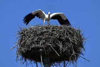 Weißstörche kehren nach Mittelsachsen zurück und besetzen Nistplätze - In Penna wurde über Tage ein Storchenpaar beobachtet, doch seit Donnerstag ist nur ein Vogel zu sehen.