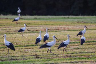 Weißstörche rasten in der Region um Hohenstein-Ernstthal - 