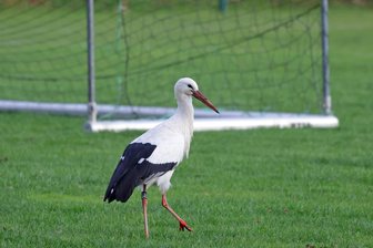 Weißstorch bleibt an Weihnachten in Westsachsen: Was an den Feiertagen auf dem Speiseplan steht - Der am 10. Juni 2018 in Tschechien als Jungvogel beringte Storch ist in Waldenburg geblieben.
