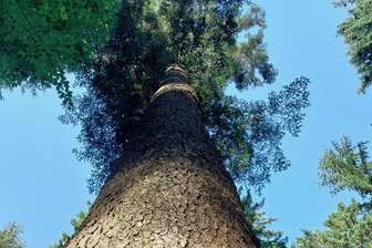 Weißtanne: Eine fast verlorene Baumart erlebt im oberen Vogtland ihre Renaissance - Weißtanne im RevierZwota. 