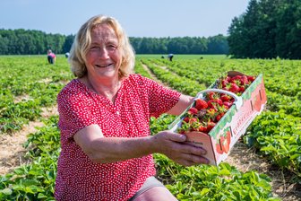 Weite Wege für Selbstpflücker: Warum gibt es so wenige Erdbeerfelder im Erzgebirge? - In Leukersdorf hat die Erdbeersaison bereits begonnen. Erdbeerverkäuferin Renate Braun hofft auf viele Kunden.