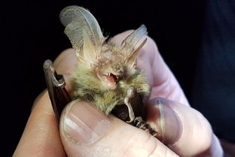 Weitere Fledermausarten in Chemnitz nachgewiesen - Dieses Tier der Art Braunes Langohr wurde bei der Fangaktion im Stärkerwald gefangen und beringt. 