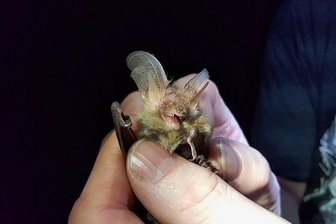 Weitere Fledermausarten in Chemnitz nachgewiesen - Braunes Langohr heißt die Art, der diese Fledermaus zugeordnet wurde. 
