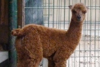 Im Tierpark Chemnitz ist das sechste Jungtier von Stute Uschi zur Welt gekommen.