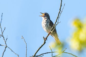 Welche Gartenvögel entdecken Sie? Naturschutzbund ruft zum Vogelzählen im Vogtland auf -