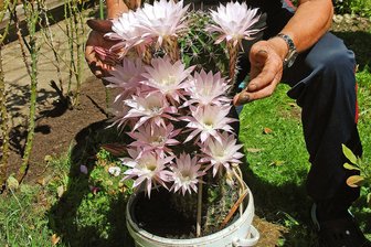 Welche Rarität in Oelsnitz jetzt alle Blicke auf sich zieht - Blüten über Blüten: 22 zählten Jutta Herrmann und Hartmut Golle an ihrem Säulenkaktus - so viele wie nie.