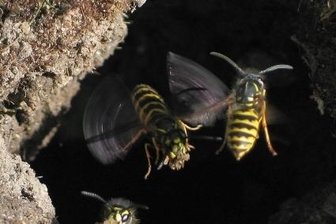 Welche Tiere machen sich über Erdwespen her? - Erdwespen beim Ausbau ihres unterirdischen Nestes.