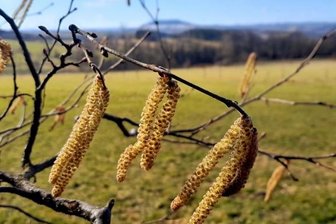 Welche Tiere und Pflanzen den Frühlingsbeginn anzeigen - In Großrückerswalde sind die Kätzchen der Hasel schon deutlich sichtbar. In den Kammlagen wachsen sie gerade heran. 