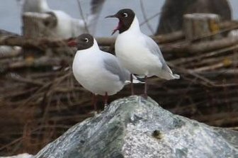 Welche Vögel in diesem Jahr das Schutzgebiet ansteuerten - Die Lachmöwen am Großen Teich in Limbach-Oberfrohna brüteten in diesem Jahr nicht.