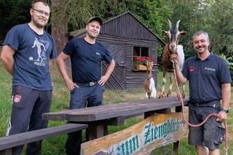 Welche Ziege ist die Schönste? Das entscheidet sich in Steinbach - In die Organisation des Ziegentreffens und des Wildbachfests sind auch Dominik Beyer als Vorsitzender des Erzgebirgszweigvereins Steinbach, Patrick Westenburger als zweiter Vorsitzender sowie Ziegenhirte Marco Uhlig (von links) - hier mit Tilda (auf dem Tisch) und Gregor - eingebunden. 