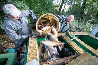 Welcher Schatz jetzt aus dem abgelassenen Plauener Stadtparkteich geholt wurde - Am Ende werden die Karpfen in Wasserbehältern abtransportiert. Knut Reichmann und Geschäftsführer Bernd Leucht kippen sie gerade ab.