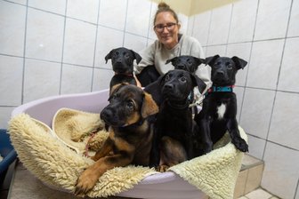 Welpen-Alarm im Plauener Tierheim: Gleich neun Mini-Labradormischlinge suchen ein neues Zuhause - Im Plauener Tierheim geht es derzeit turbulent zu: Neun Hundegeschwister wurden dort abgegeben. Mitarbeiterin Steffi Blechschmidt kümmert sich wie andere im Team um die Tiere. Es handelt sich vermutlich um einen Labrador-Schäferhundemix.